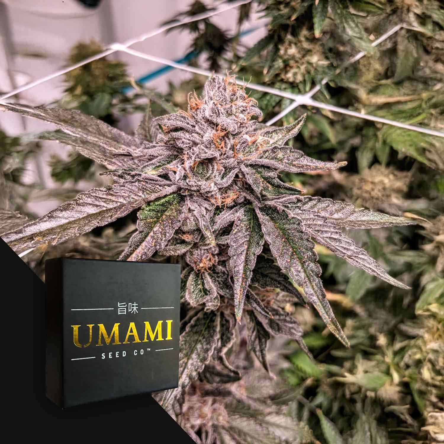Zeltzer Cannabis Samen von Umami Seeds ✓Genetik: Cherry Lime Soda x Zoda ✓Feminisiert ✓Größte Auswahl ➤ Jetzt sichern