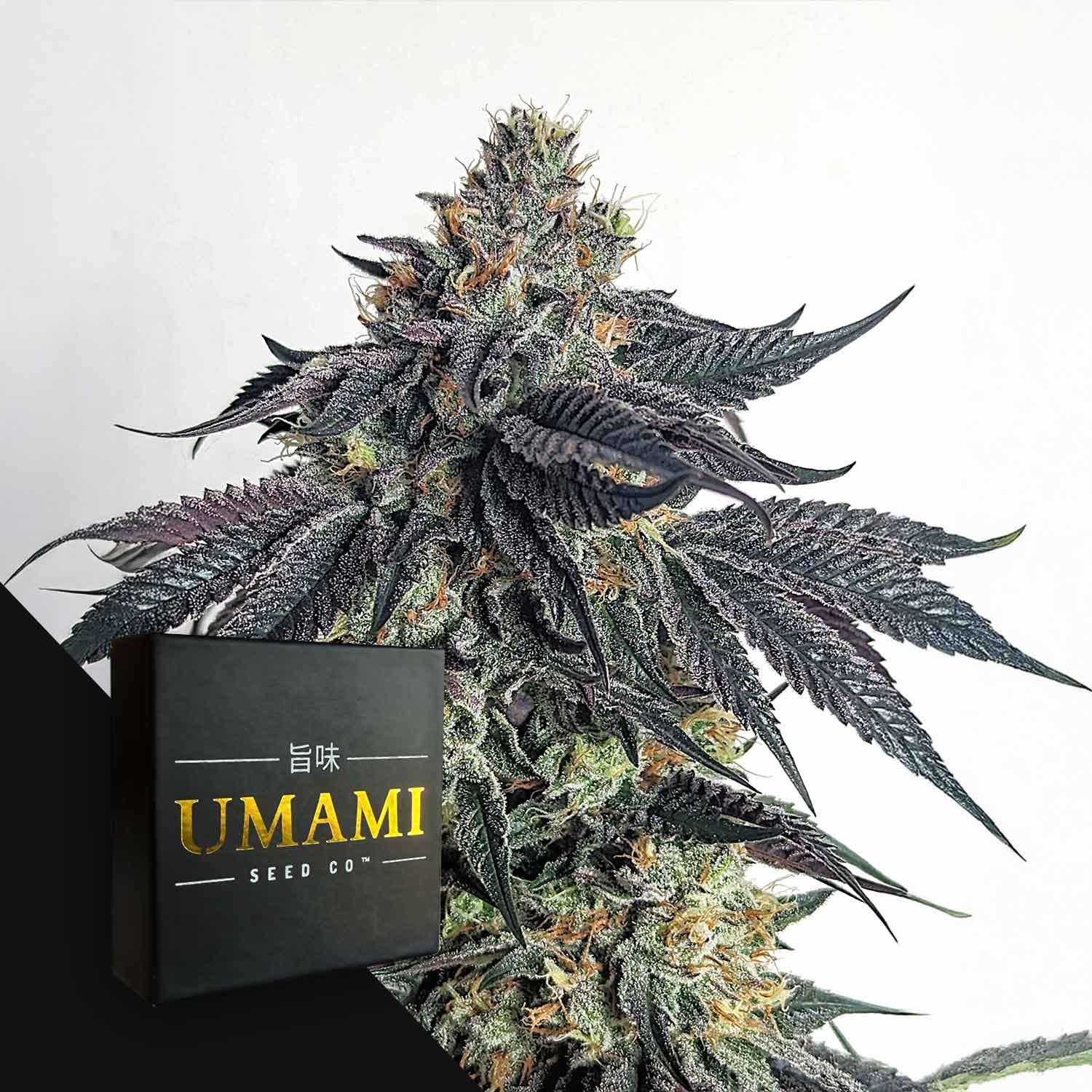 Purple Limeade Cannabis Samen von Umami Seeds ✓Genetik: Limeacaí x Chem Dog x Granddaddy Purple ✓Feminisiert ✓Exklusive Seeds ➤ Jetzt sichern