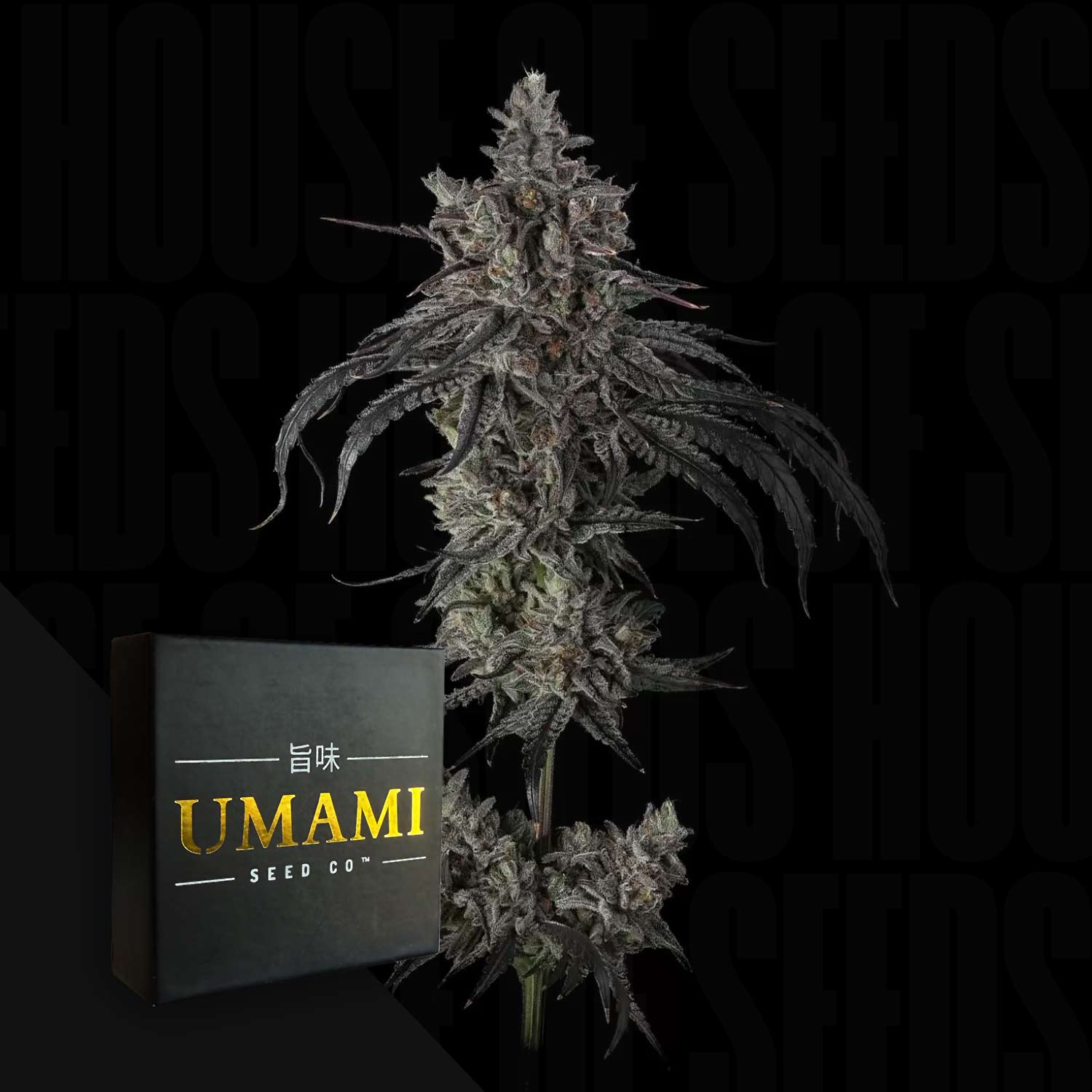 Zoda BX1 Cannabis Samen von Umami Seeds ✓Genetik: London JellyZ x Zoda ✓Feminisiert ✓Exklusive Seeds ➤ Jetzt bestellen