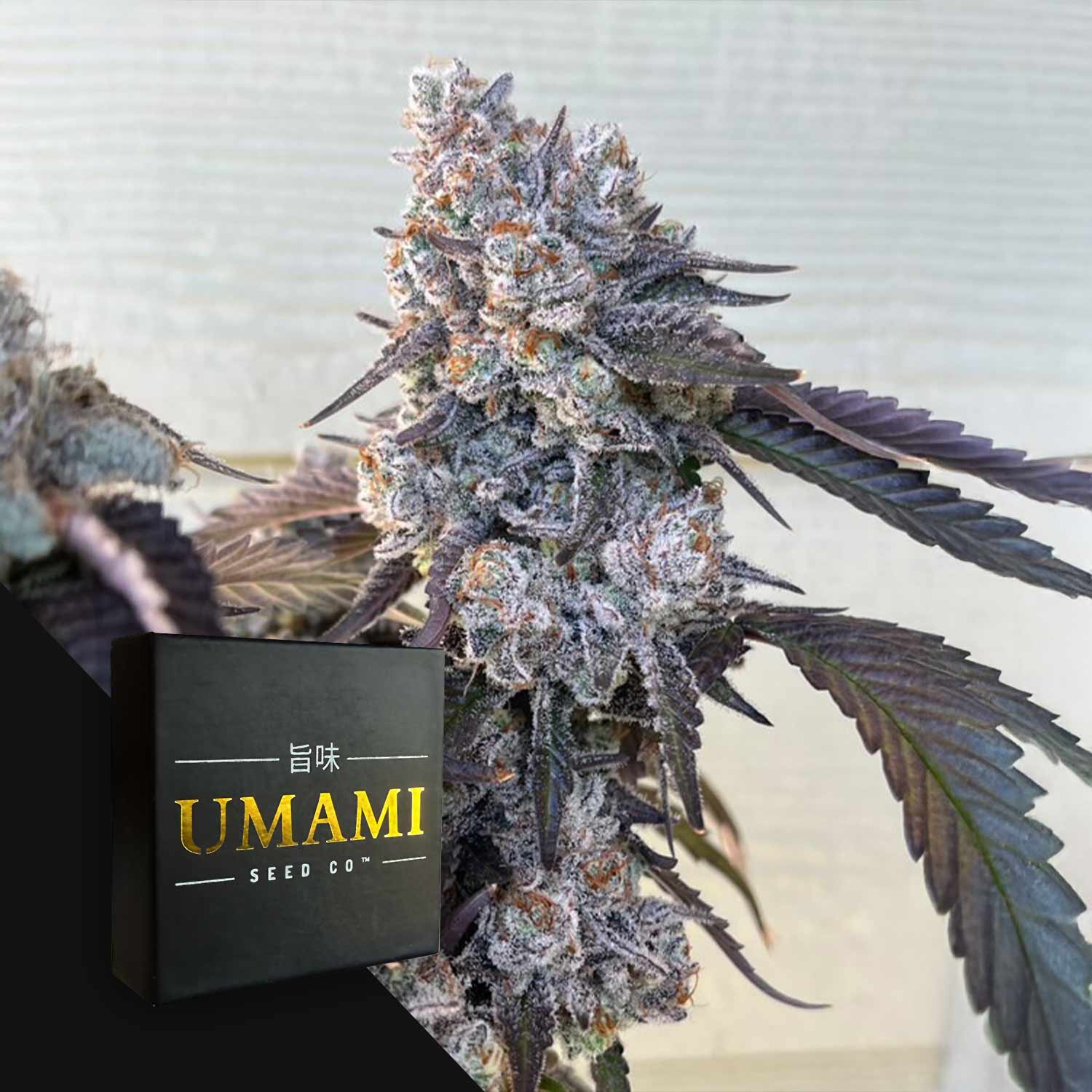 Frostade Cannabis Samen von Umami Seeds ✓Genetik: Lemondary #5 x Zoda ✓Feminisiert ✓Exklusive Samen ➤ Jetzt bestellen